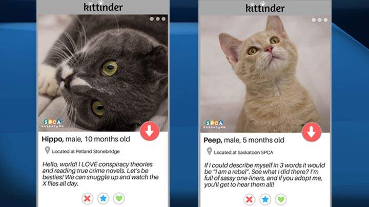 “Kittinder” is the latest initiative from the shelter to help find some furry friends a home.