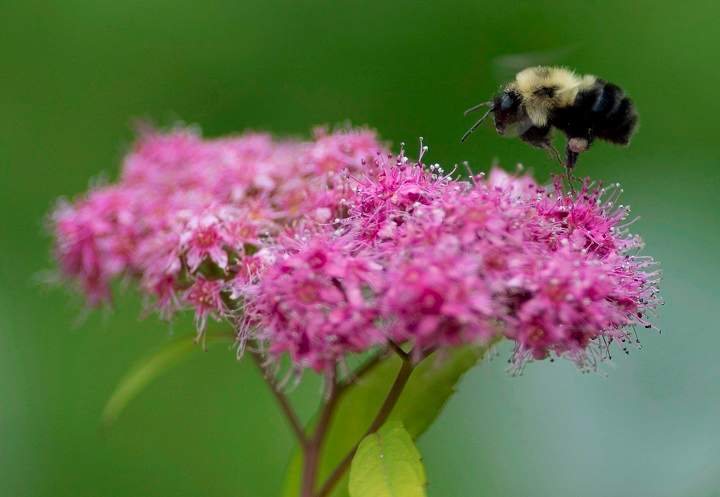 A bee pollinates flowers in a garden in Chelsea, Que., Wednesday June 25, 2014 .