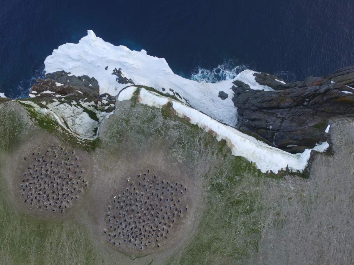 Quadcopter aerial imagery of Adélie penguin breeding colonies on Heroina Island, Danger Islands (Thomas Sayre McChord, Hanumant Singh, Northeastern University, © Woods Hole Oceanographic Institution)