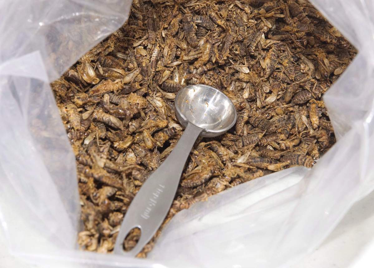 Roasted crickets are shown at the Entomo Farms cricket processing facility in Norwood, Ont., Monday, April 4, 2016.