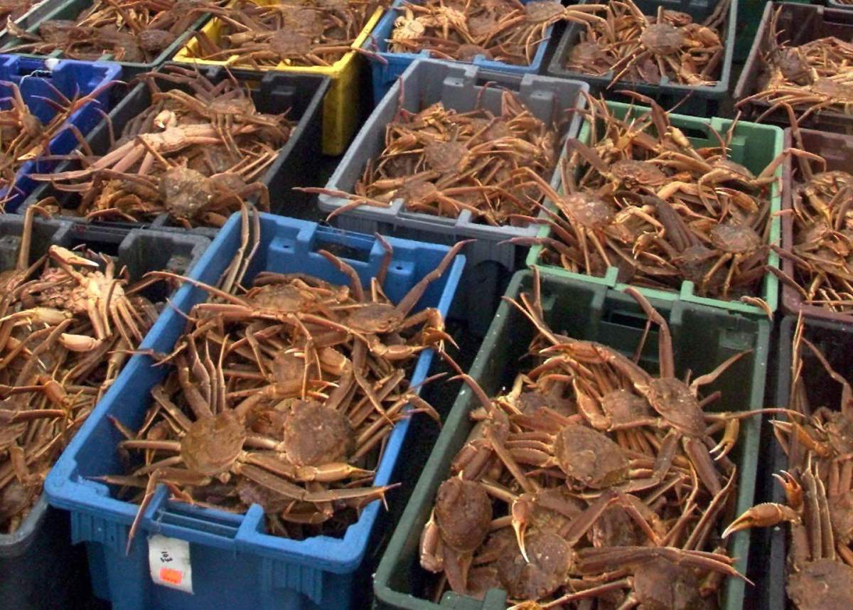 Snow crab is unloaded in Dartmouth, N.S. on Monday, Feb. 14, 2000. An international organization has suspended a sustainability certificate for the snow crab fishery in the Gulf of St. Lawrence over the deaths of endangered North Atlantic right whales. 