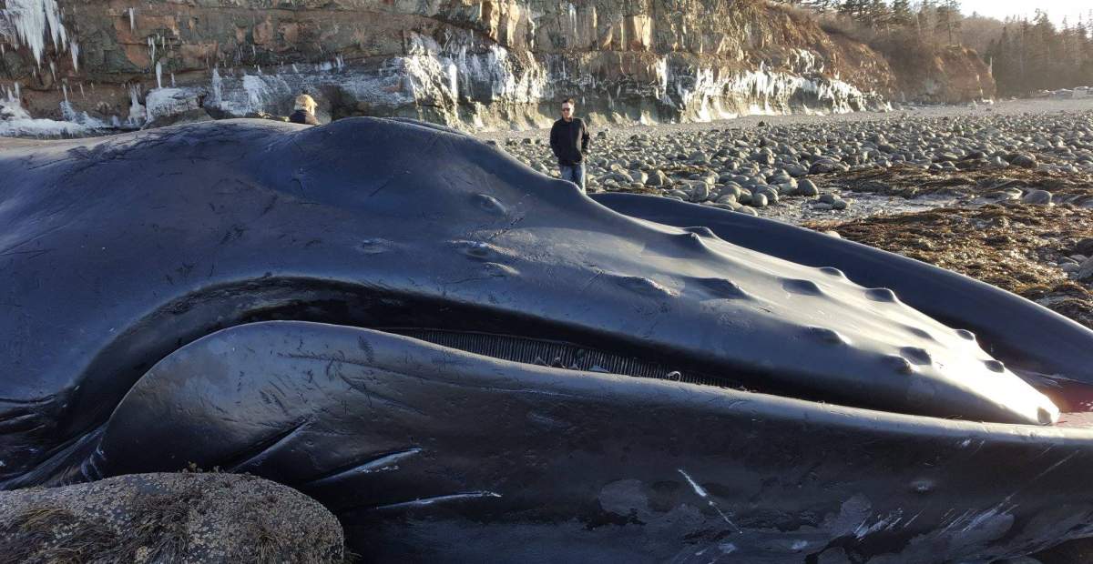 Humpback Whales migrate through Canadian waters twice a year.