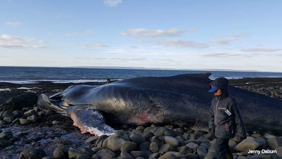 A dead humpback whale has washed up at Donnellan Brook in Nova Scotia's Annapolis Valley.