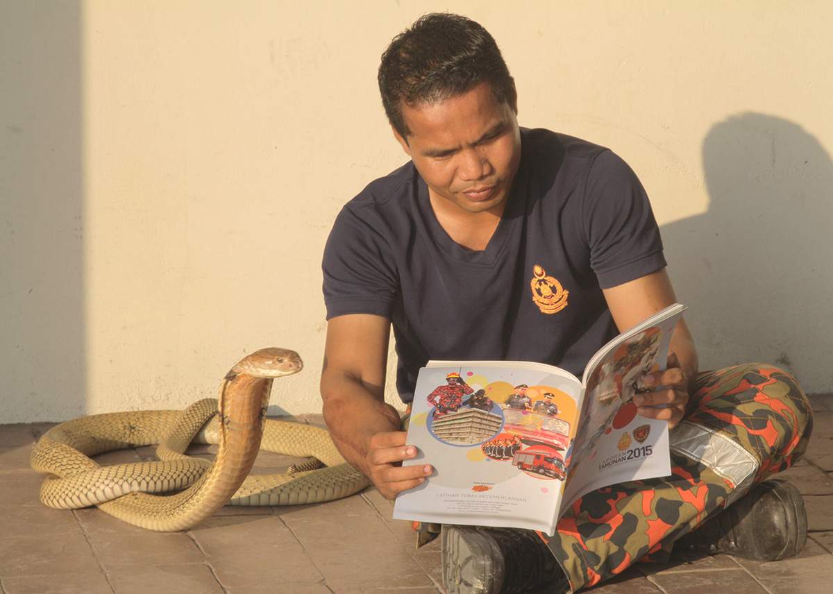 Snake whisperer Abu Zarin Hussin watches TV, plays soccer and reads bedtime stories to his 14ft venomous King Cobras.