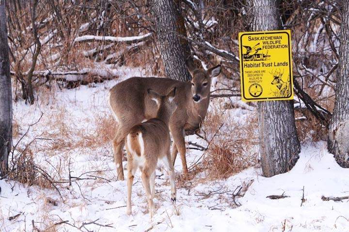SWF’s Adopt an Acre initiative seeks to strengthen Saskatchewan’s natural habitat landscape and grow a wildlife legacy for future generations.