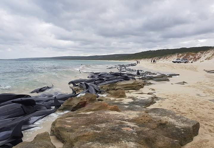 Stranded whales on the beach at Hamelin Bay are seen in this picture obtained from social media, March 23, 2018, in Australia.