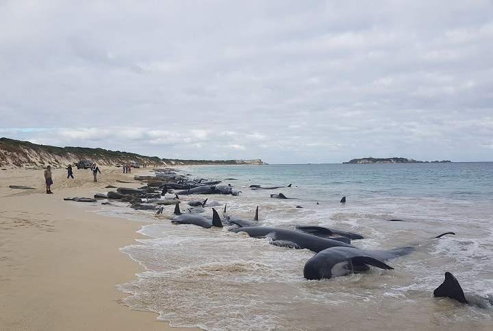 Stranded whales on the beach at Hamelin Bay are seen in this picture obtained from social media, March 23, 2018, in Australia.