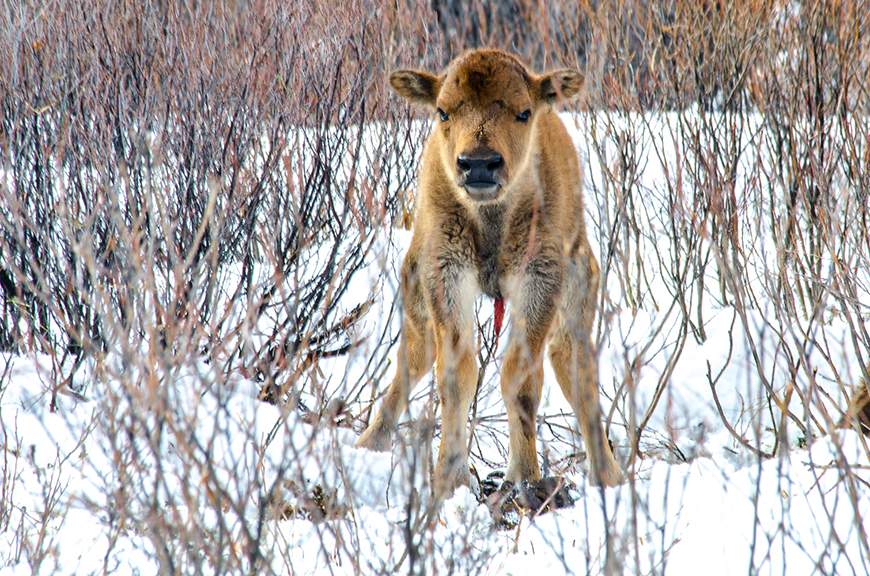 A bison calf is seen in Banff National Park. 