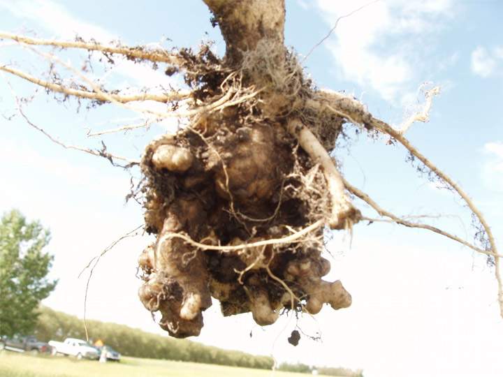 Clubroot on a canola root.