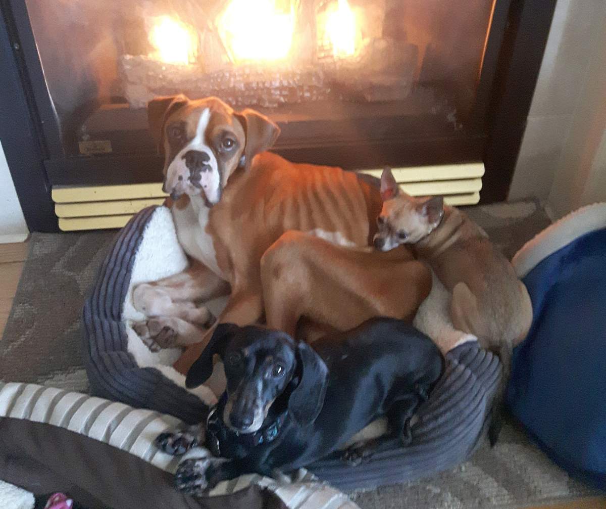 Cedric has a number of new friends in his foster home.