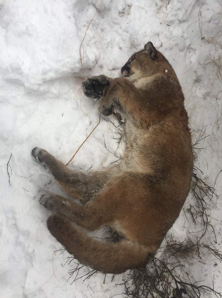 Occupants of black pickup truck considered ‘persons of interest’ in illegal cougar killing near Cochrane - image