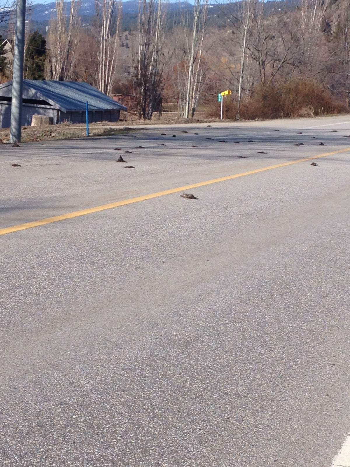 Mass bird death investigated in south Okanagan - image