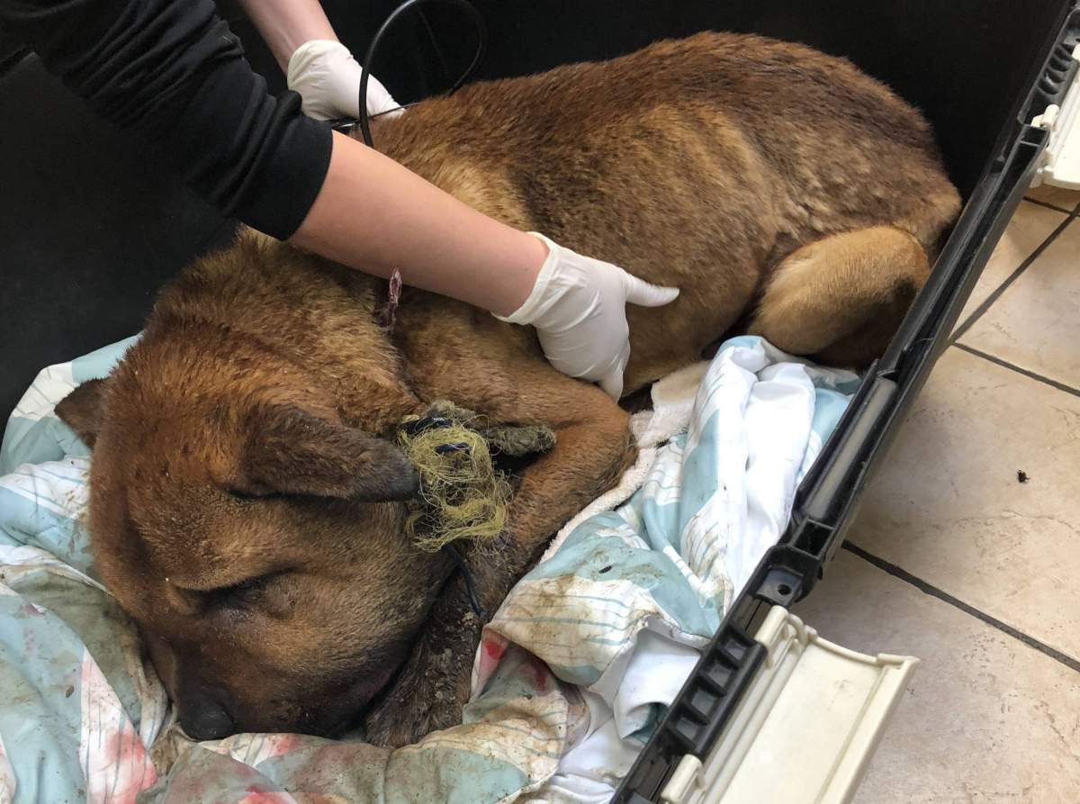 Teddy shortly after he was rescued by the BC SPCA. Photo provided by the BC SPCA.