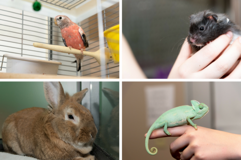 The Edmonton Humane Society (EHS) is hosting a “Clear Our Shelter” adoption event this Friday and Saturday to rehome over 500 animals.