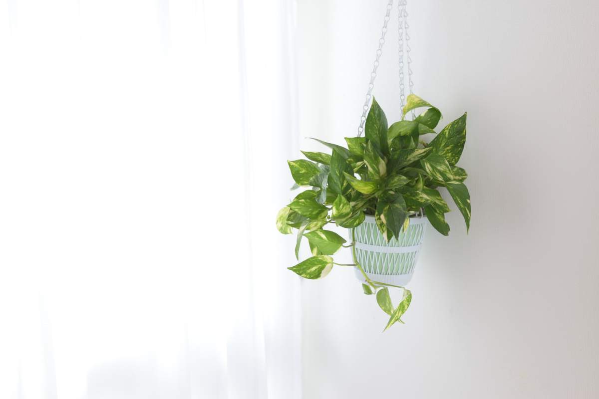 5 indoor houseplants that require minimal effort to keep alive - image