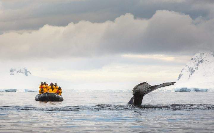 Tourists look on as a humpback whale flukes as it dives deep to feed in Antarctica.