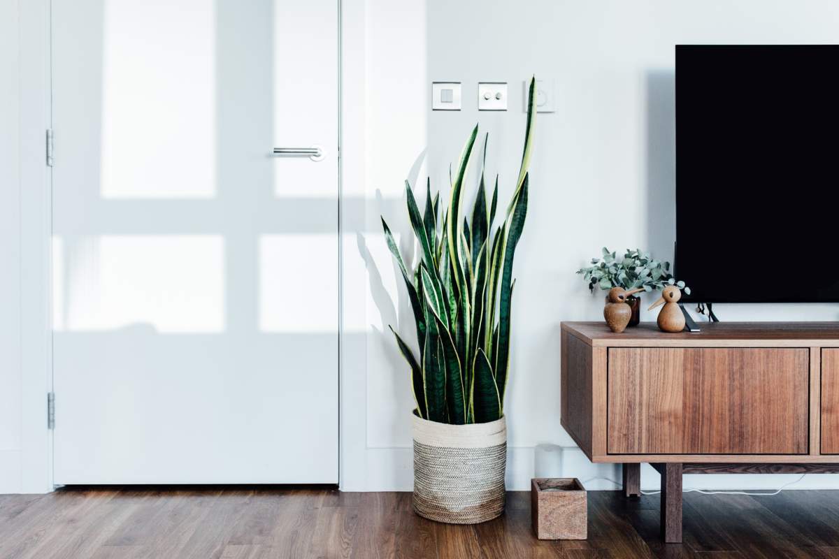 5 indoor houseplants that require minimal effort to keep alive - image