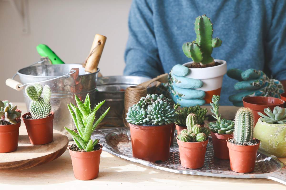 5 indoor houseplants that require minimal effort to keep alive - image