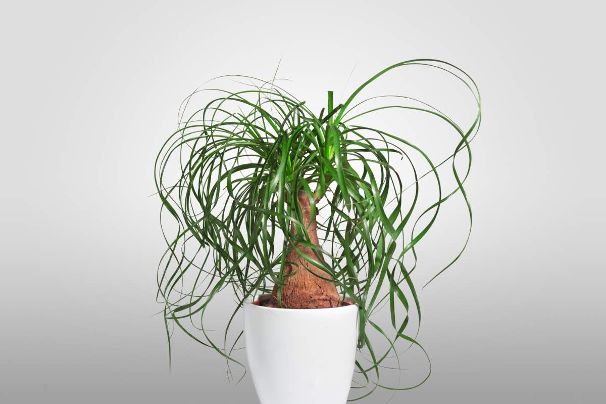 5 indoor houseplants that require minimal effort to keep alive - image