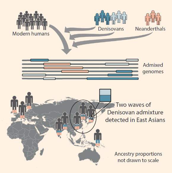 Browning et al found evidence for two waves of Denisovan admixture, one from a population closely related to the Altai Denisovan individual, and one from a population more distantly related to the Altai Denisovan.
