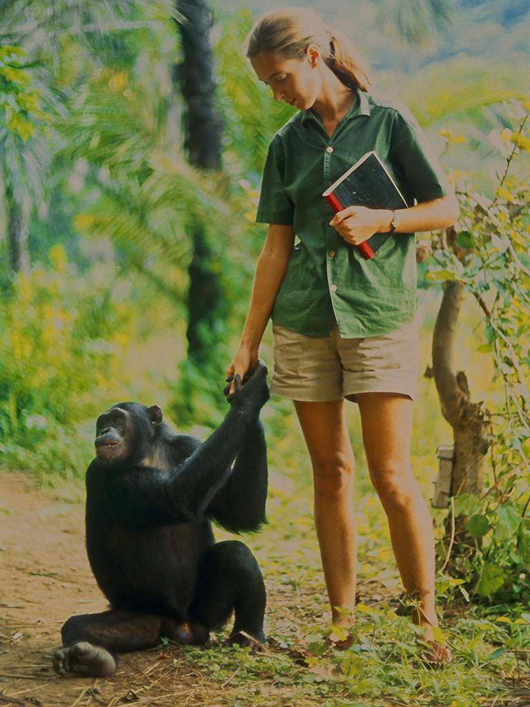 Goodall formed a close bond with young Fifi.