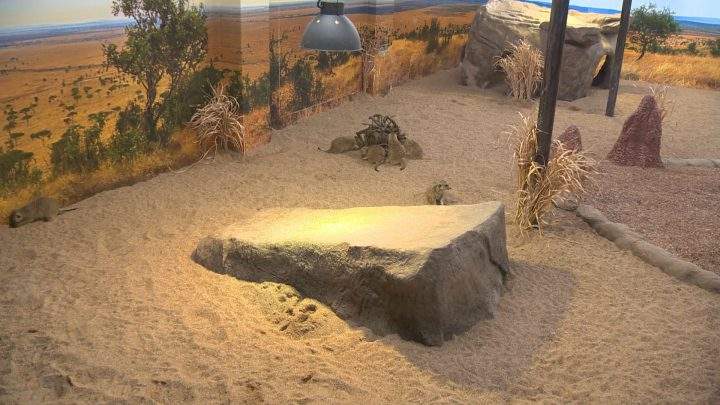 The Meerkat House is the newest exhibit at the Saskatoon zoo.