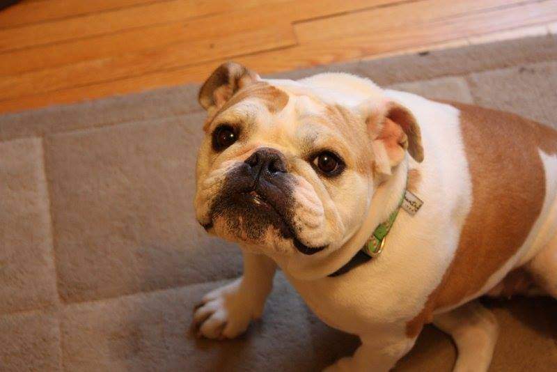 For the first two years of Nugget’s life, Culley said they were in and out of the vet because of the dog’s respiratory problems.