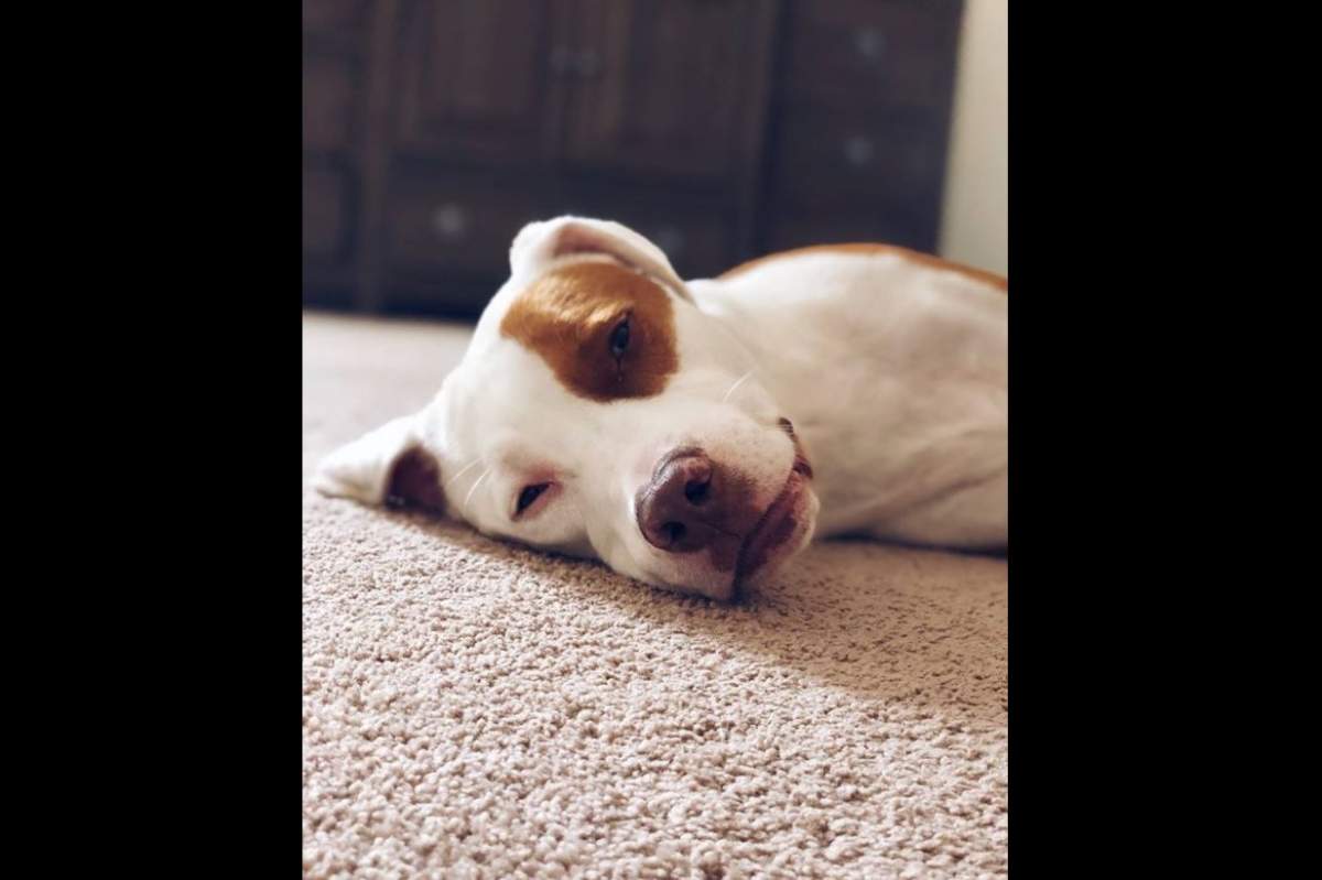 ‘Heartbroken’ pet owner warns others after dog dies suffocating on common household item - image