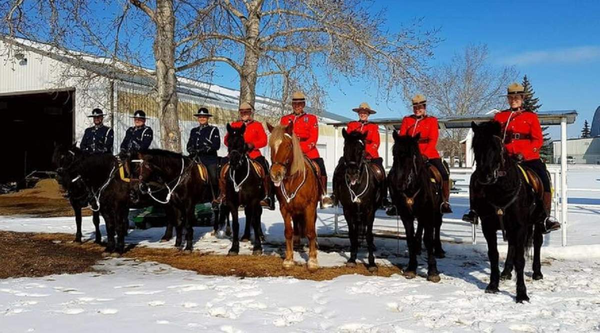 Strathcona County RCMP members on horseback as part of the Mounted Riders program.