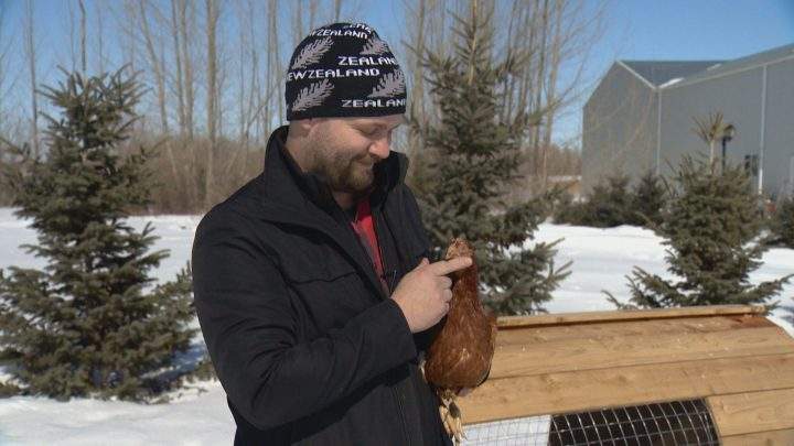 Rent the Chicken takes flight in Saskatchewan - image