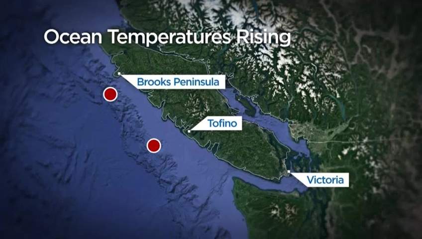 A map showing where the swordfish, near Brooks Peninsula, and the loggerhead turtle, near Tofino, were spotted.