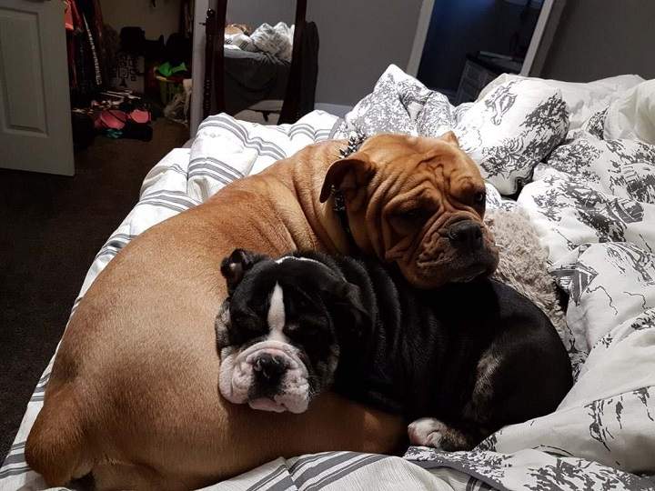 Jersey and Rocky, two dogs Edmonton police say were inside a Ford F150 when it was stolen.