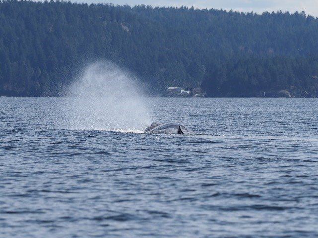 A sperm whale was spotted near Nanaimo.