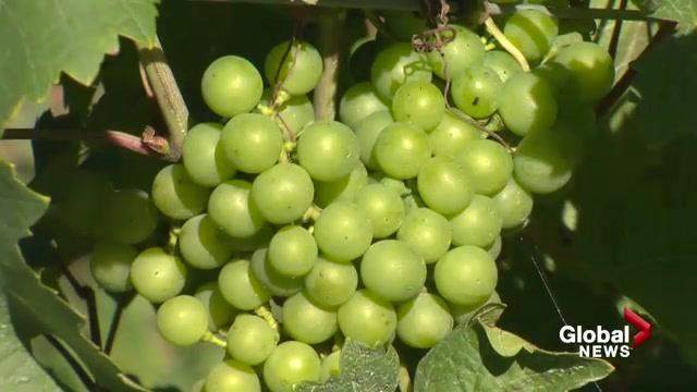 Government of Canada provides nearly $640,000 to help the province’s vintners better compete globally.