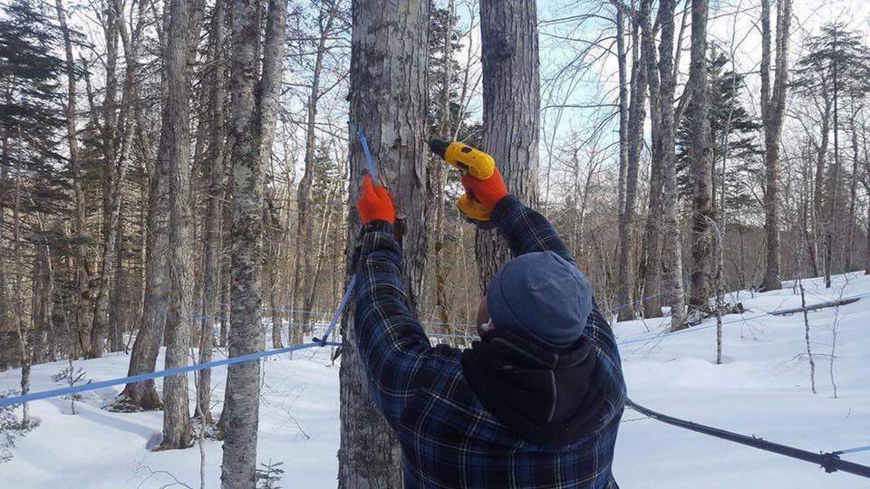 Highland Gold Maple Products, which has produced maple syrup from about 8,000 trees in the Boisdale Hills for more than 15 years, says on its Facebook page that the operation was destroyed by fire Wednesday.