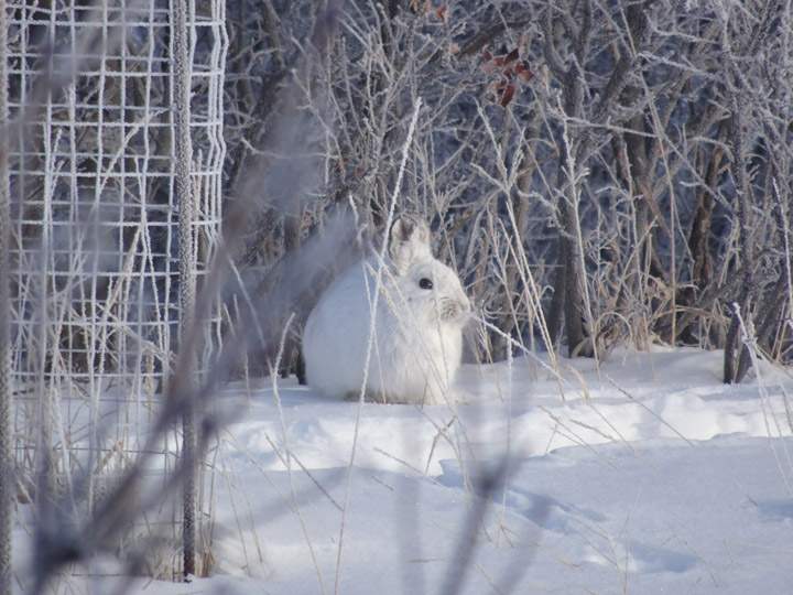Aberdeen was the setting for Diane Kacher to take the Your Saskatchewan photo for April 23.