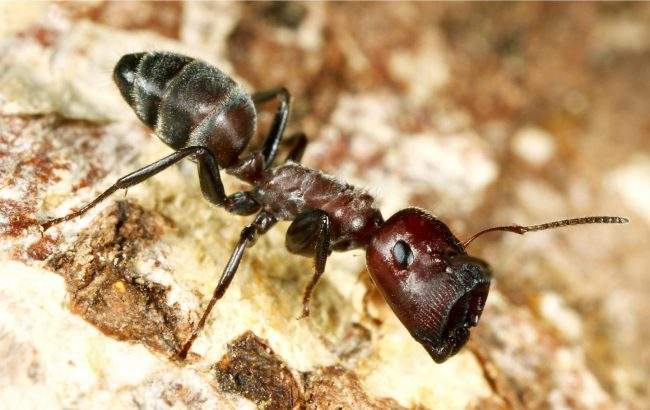 If an insect survives the minor worker’s goo attack, it must then try to negotiate a way past one of these major workers, identifiable by their enlarged heads.