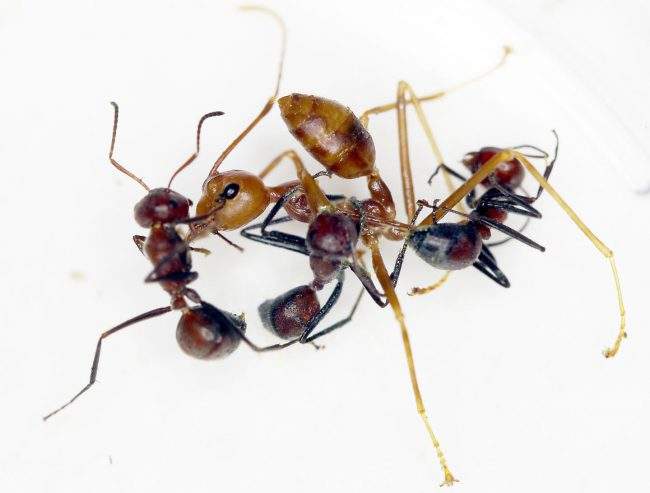 A "Colobopsis explodens" ant prepares to splatter weaver ants with goo in an experimental setting.