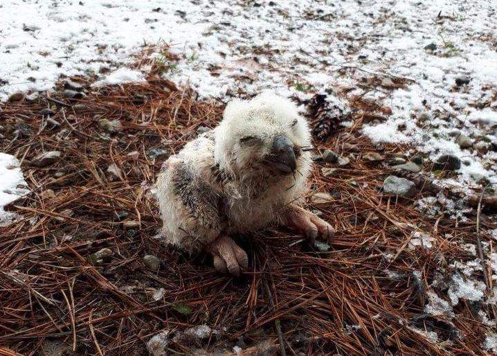 The baby owl, believed to be about a week old, was discovered by London police officers out for a training exercise.