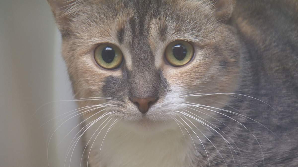 The Regina Humane Society is looking for new foster families ahead of "kitten season".