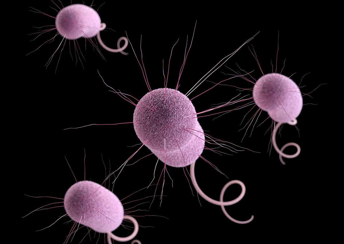 This undated file illustration made available by the Centers for Disease Control and Prevention in Atlanta depicts Pseudomonas aeruginosa bacteria, one of the germs that can evolve to resist antibiotics.