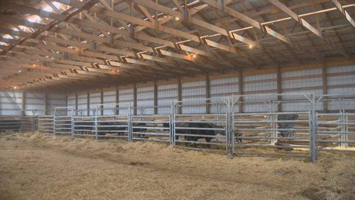 Bitter cold snap creating calving concerns for Sask. ranchers - image