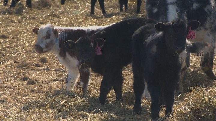 Bitter cold snap creating calving concerns for Sask. ranchers - image