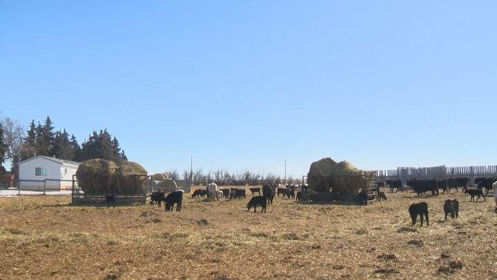Bitter cold snap creating calving concerns for Sask. ranchers - image