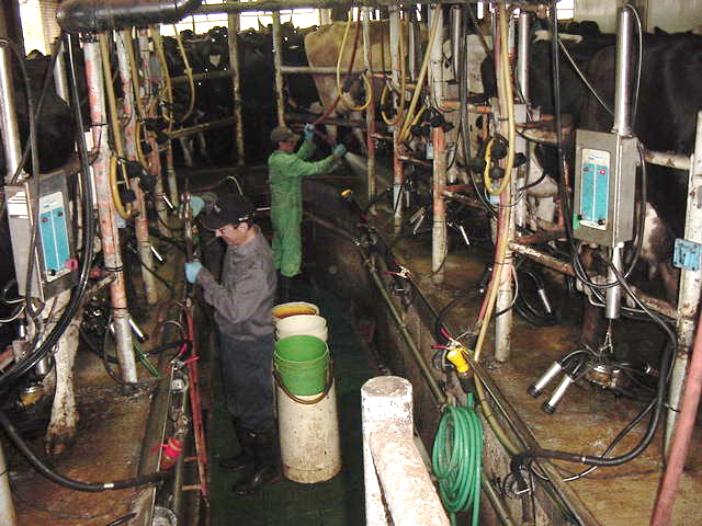 The monastery in Rogersville, N.B. has had a dairy operation for over 100 years. On Thursday, the last of their cows will be auctioned off as they put a close to the operation.