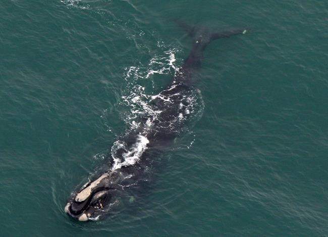 Marine mammal experts have warned that this could be the beginning of the end for the whales who were once favoured by hunters who dubbed them the right whales because of their slow-moving, surface-skimming behaviour that made them easy prey.