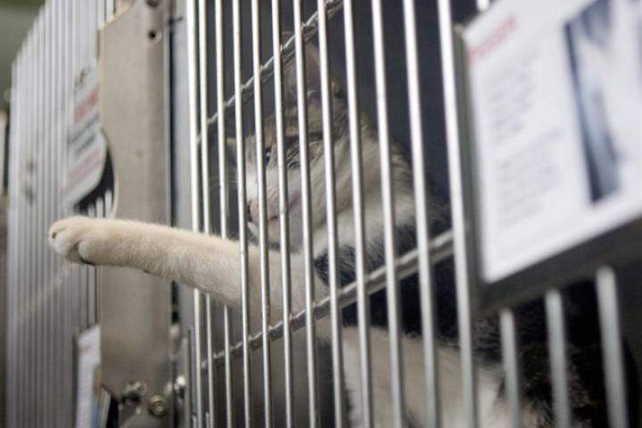 The Ottawa Human Society says it has reached critical levels when it comes to its population of homeless cats and is in need of adopters .
