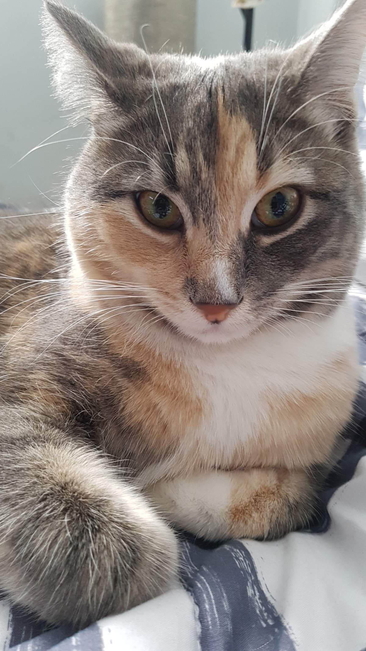 Cat zip-tied with legs behind its head, left in B.C. dumpster - image