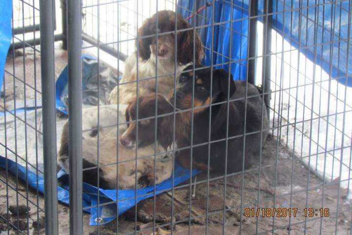 $1k fine, 10 year ban on owning animals after dogs found emaciated, covered in own feces in Penticton - image