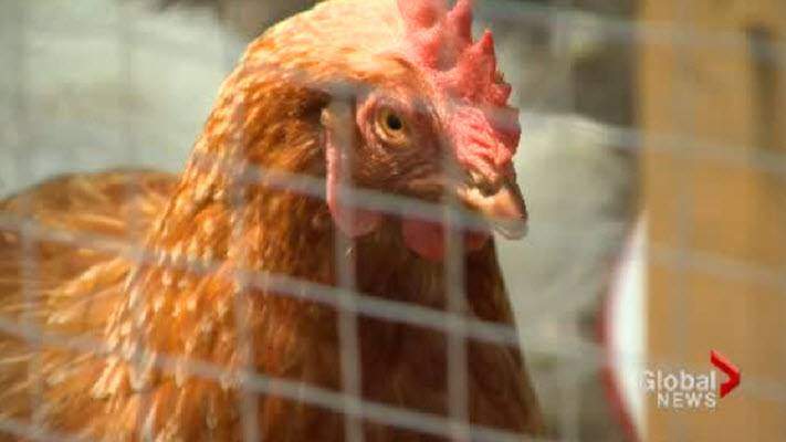 Cargill Protein is an international poultry processing company. 
